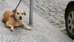 A lonely dog is waiting for its owner. A large dog sits on a leash in the street, passing by the feet of a crowd of people in the street of Prague, Czech Republic.