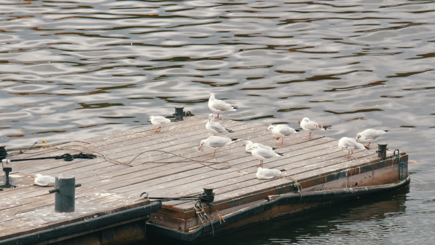 Many river seagulls sitting on the dock by the river