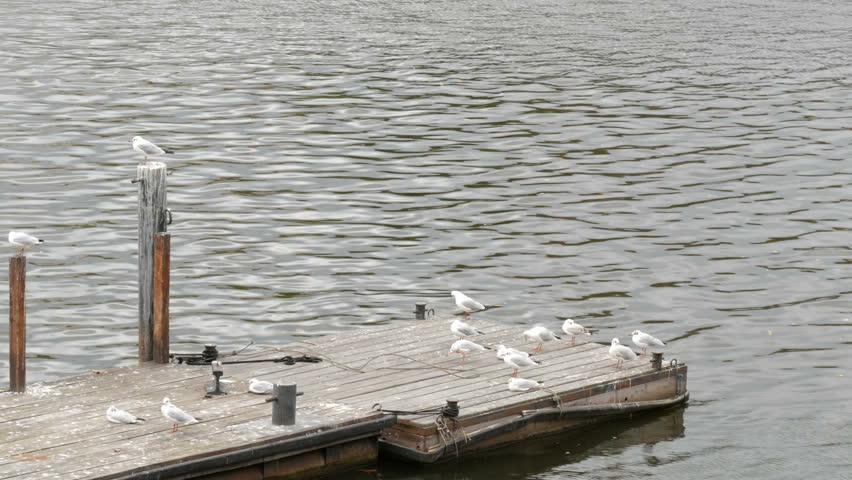 Many river seagulls sitting on the dock by the river