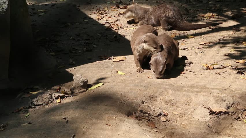 Otters are animals in the phylum chordate. Floor mammalian milk The large carnivores in the family Mustelidae.

