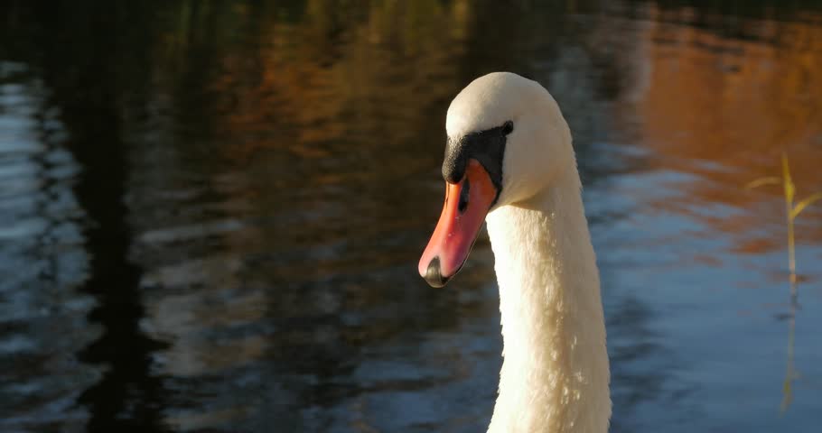 White Swan on a Bank of a Pond, close up, water in the background. Autumn sunny day.