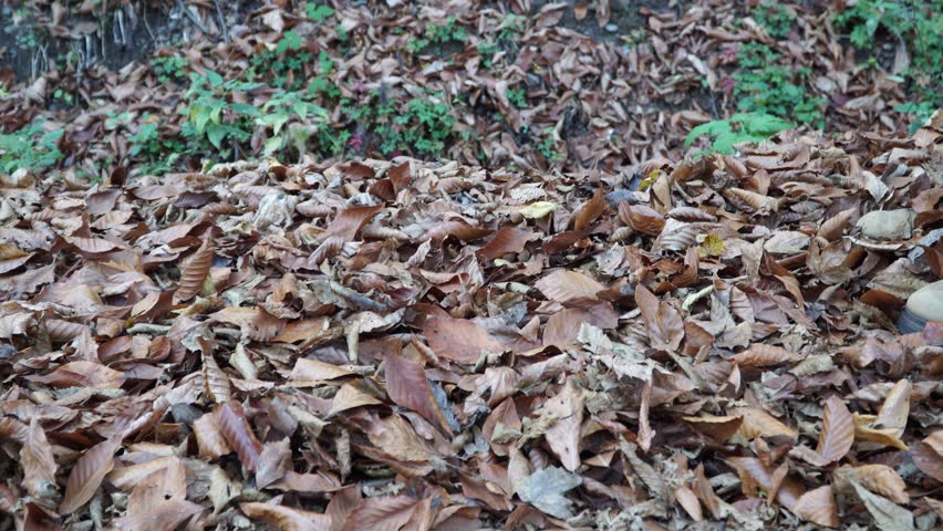 autumn fallen leaves 