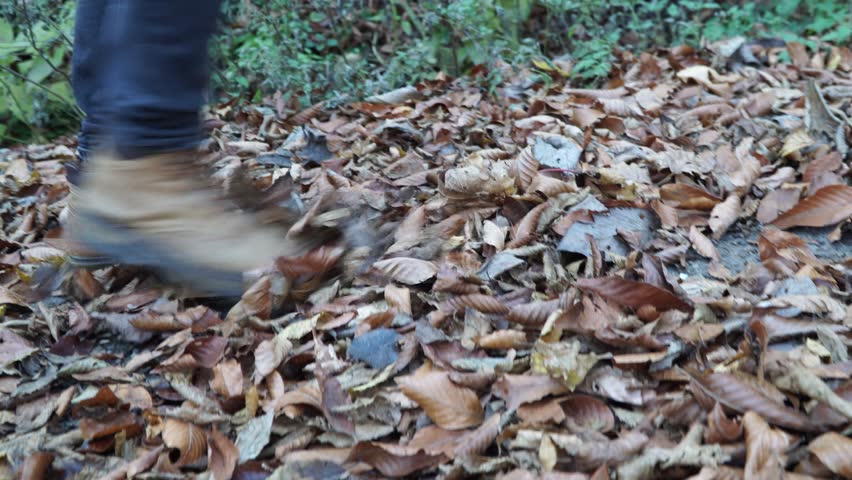 Autumn fallen leaves  | Shutterstock HD Video #32917999