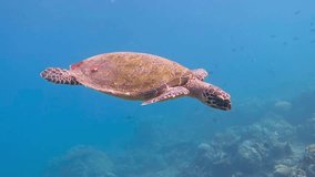 Sea turtle swimming in the shallow water to the sun. Blue water video with underwater creature. Scuba diving liveaboard trip.
