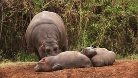 Hippopotamus, hippopotamus amphibius, Adult Licking Young, Masai Mara Park in Kenya, Real Time