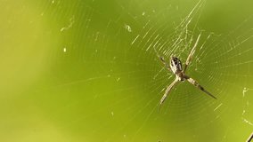 Spider in the web, 4k video
