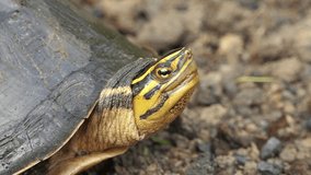 Freshwater Tortoise, Video 4k Natural