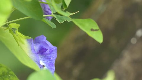 Pea flower and tree with green background. video 4k