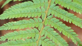 Green fern leaves (shallow depth of field), extreme close-up. Prores 4:2:2 10 Bit - UHD 4K