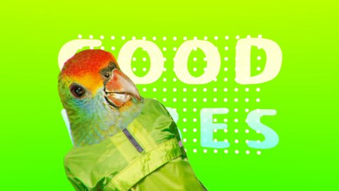 
Minimal Motion collage art. Fashion Green Parrot Colorful life concept Good Positive vibes