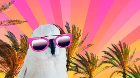 
Minimal Motion collage art. Fashion Parrot with sunglasses. Beach Accessories concept Beach party mood
