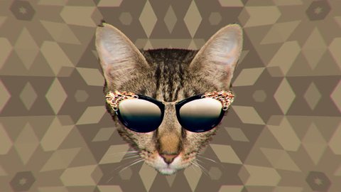 
Minimal Motion collage art. Cat and trend sunglasses. Fashion Accessories Concept
