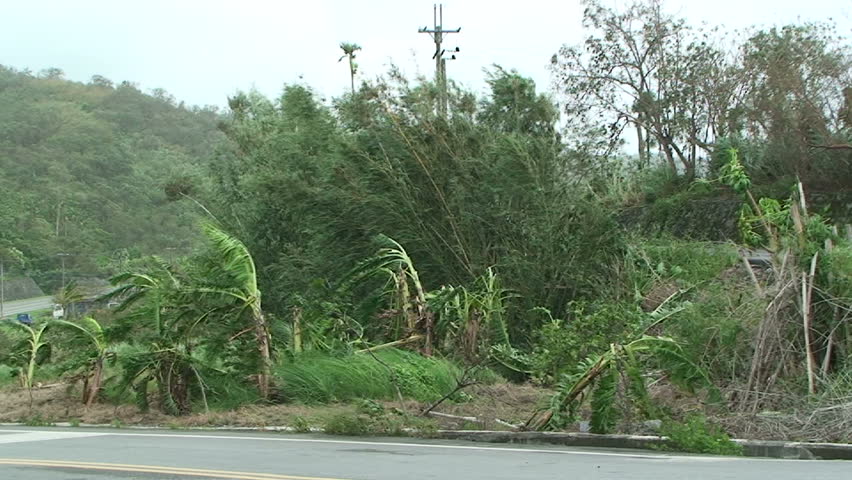 Vegetation Thrashes In Stormy Winds.
