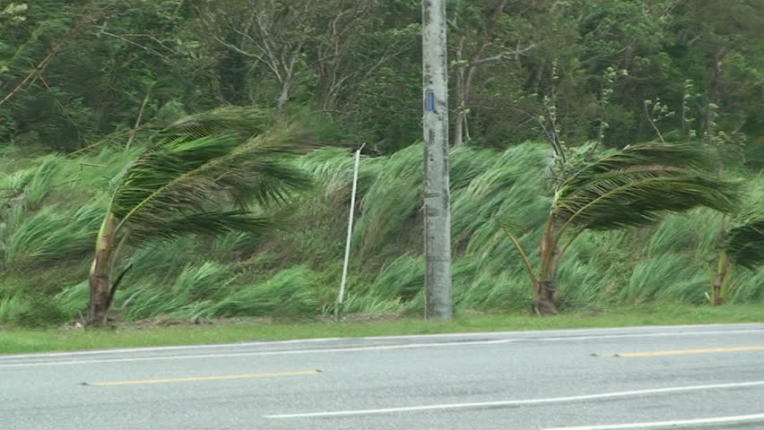 Palm Trees Thrash In Hurricane Winds.

