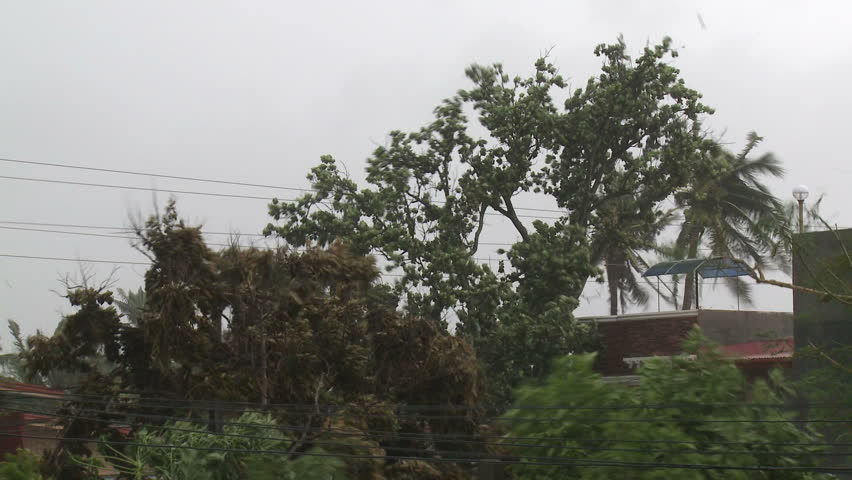Trees Thrash In Hurricane Winds - Full HD 1920x1080 30p shot on Sony EX1.