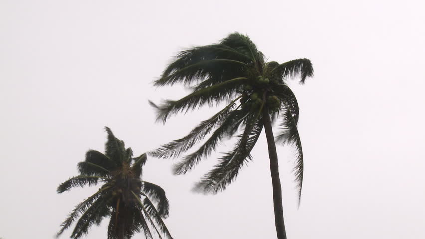 Hurricane Winds Thrash Palm Trees - Full HD 1920x1080 30p shot on Sony EX1