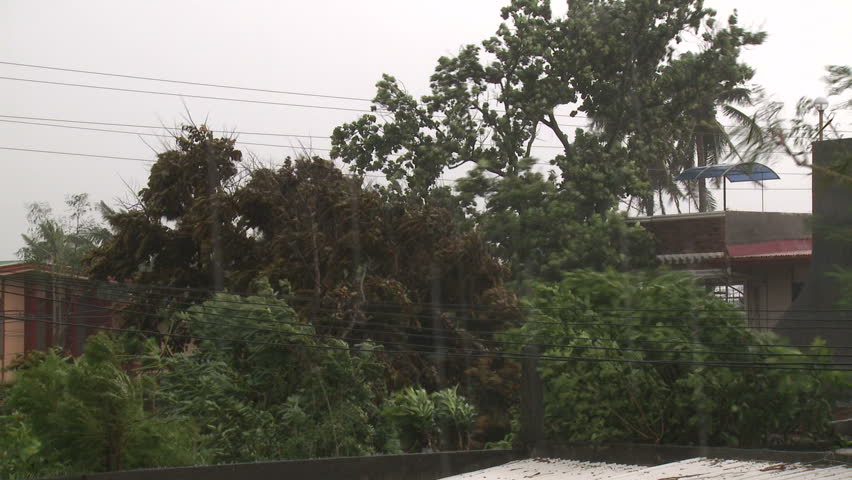 Trees Thrash In Hurricane Winds - Full HD 1920x1080 30p shot on Sony EX1.
