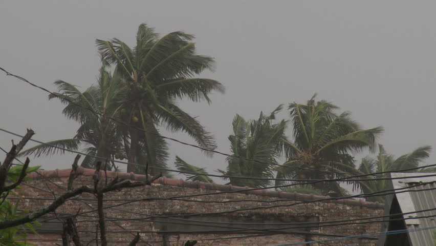 Hurricane Winds Thrash Palm Trees - Full HD 1920x1080 30p shot on Sony EX1.