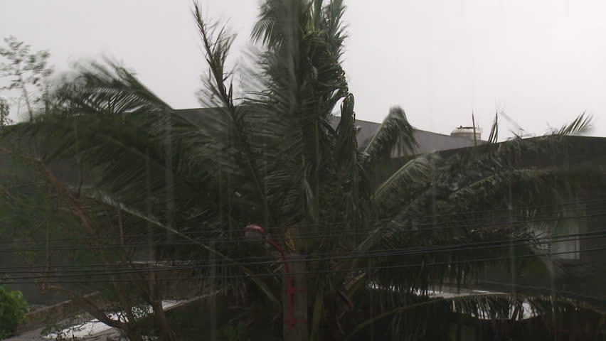Hurricane Winds Thrash Palm Trees - Full HD 1920x1080 30p shot on Sony EX1.