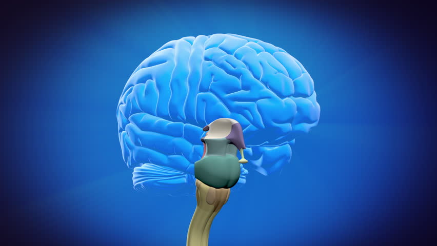 Brain 28. Футаж анатомического мозга смайлик. Часть мозга бабуиновая футажи. Blue Light запчасти мозги. Пролет в мозг видео футаж.