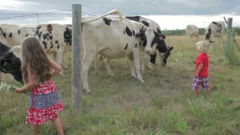 Children feeding cows on the farm. Children dressed in red white and blue playing on American farmland with cows. Family life on the farm. Working on the land for a living. Children and livestock.