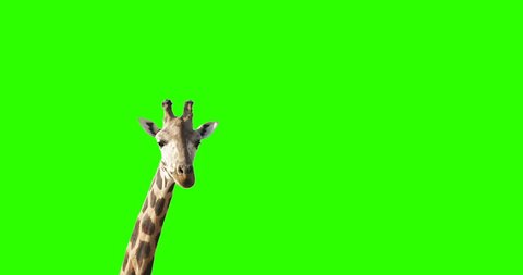 A curious giraffe looking at the camera on green screen.