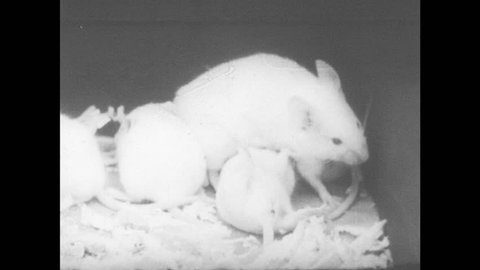 1950s: Mother mouse nurses mice. Hamster nurses baby. Dog nurses puppy litter.