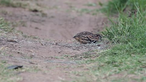 Beautiful adult Rain quail or black-breast quail, low angle view, walking and foraging on the agriculture fields in nature of tropical forest, northeastern Thailand.