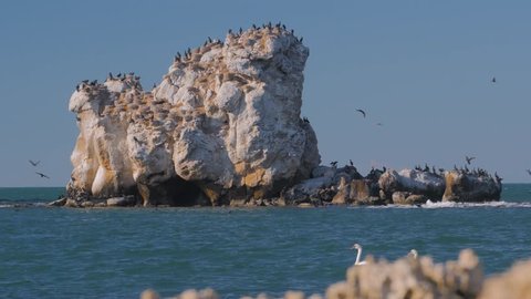 A pair of swans and a croud of sea ravens on the sea rocks 4K