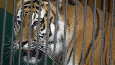 malnyan tiger face, caged animal, cruel captivity in a circus zoo
