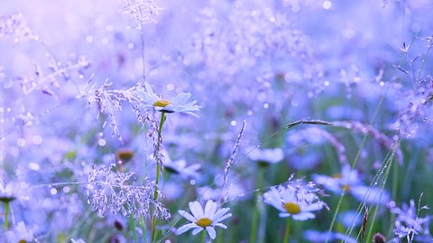 Beautiful morning nature background. Closeup of fresh daisies with drops of dew. Many different plants and wildflowers in countryside meadow. Real time full hd filtered footage