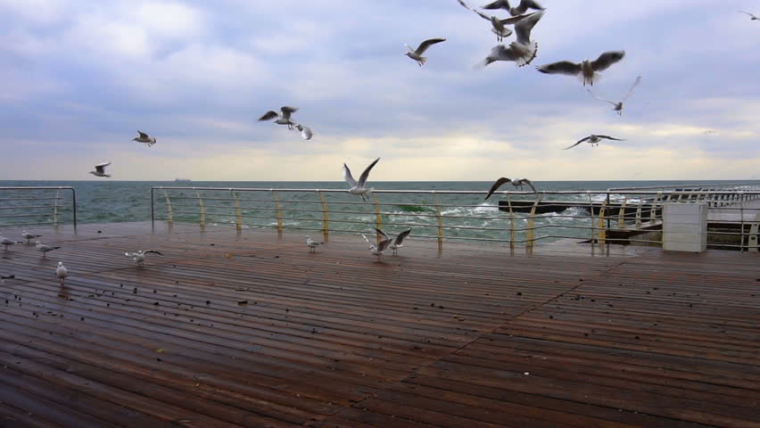 Several Seagulls Soar off the Concrete Pier. Slow Motion.
