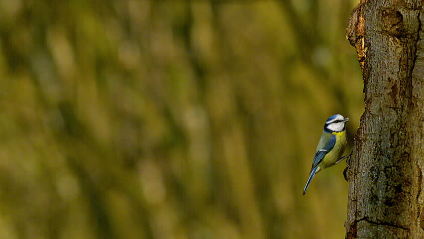 Blue Tit, parus caeruleus, Adults in Flight, Landing and Taking off from Tree Trunk, Normandy, Slow motion