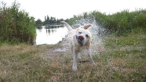 Wet dog shaking off water from his fur near lake at nature. Golden retriever or labrador after swims in the pond. Slow motion Close up