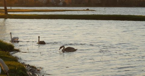 A family of white swans swims along the autumn lake during the sunset.