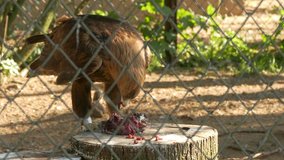Ungraded: Ringed white-tailed sea-eagle eats fresh meat in the zoo enclosure. Ungraded H.264 from camera without re-encoding. (av44704u)