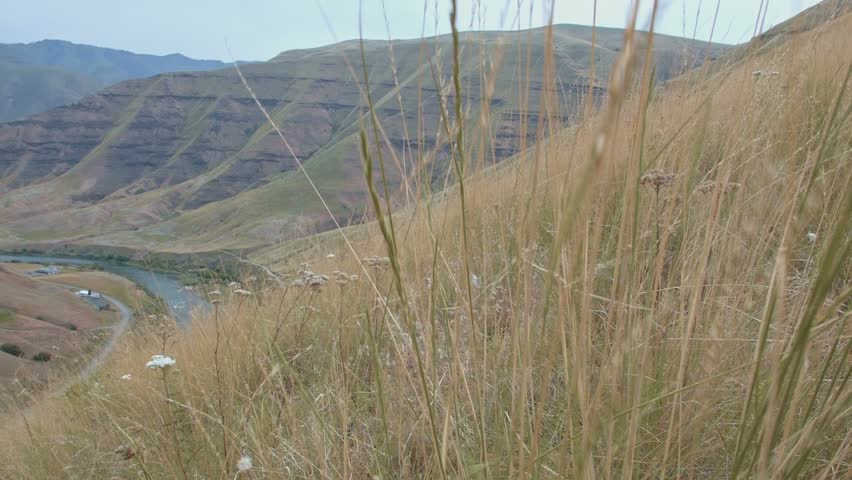 Native wild bunchgrass grass Grande Ronde River Washington Oregon