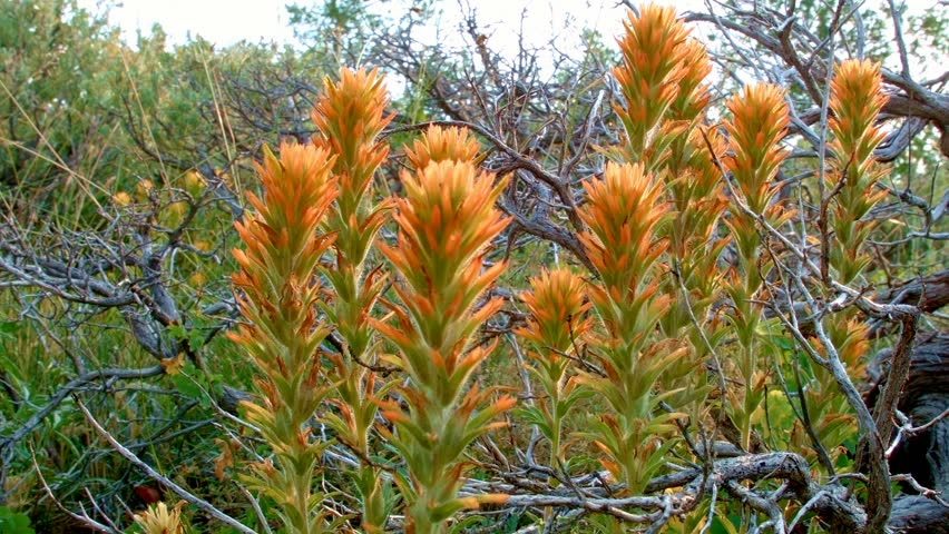 Orange dawn, macro wildflower Indian Paintbrush Steens Mountain Near malheur Wildlife Refuge