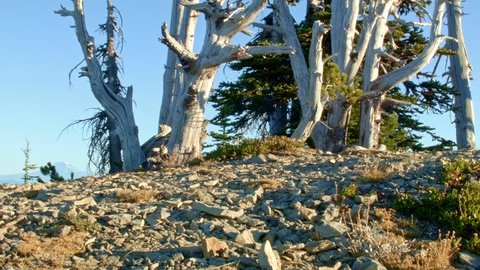 Mountaintop snags dead trees sunrise Mt. Hood Oregon Cascades