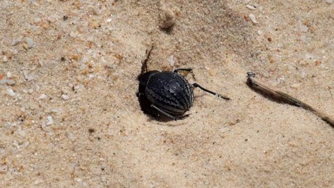 Desert darkling beetle very quickly digs a shelter in the sand (Pimelia bipunctata)