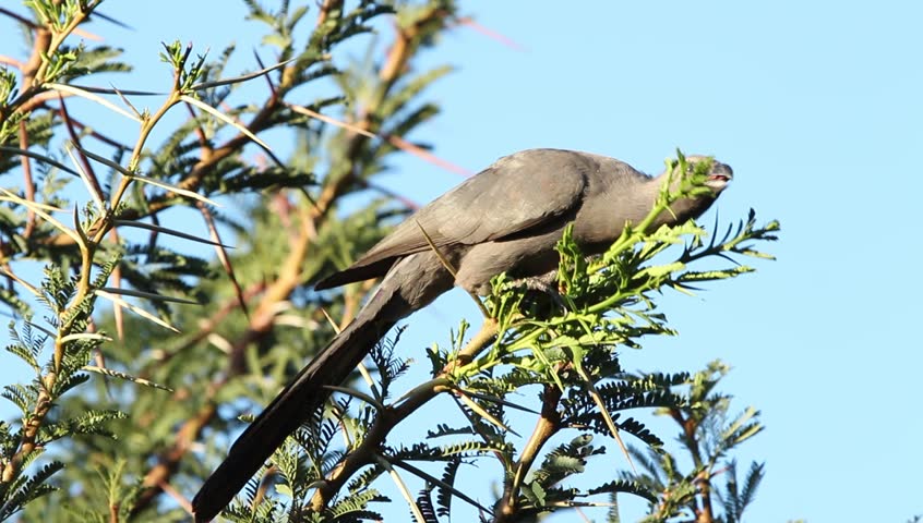 Close-up of Grey loerie bird eating leaves