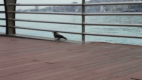 Two big black crows sit on the shore of the Caspian Sea embankment, in Baku