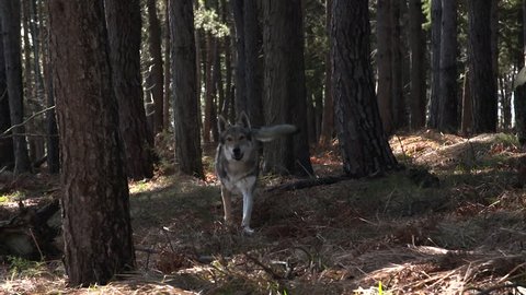 Wolf runs to the camera through the forest. Slow motion at a rate of 180 fps,