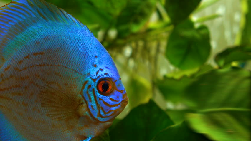 Blue Discus Fish | Shutterstock HD Video #32957365