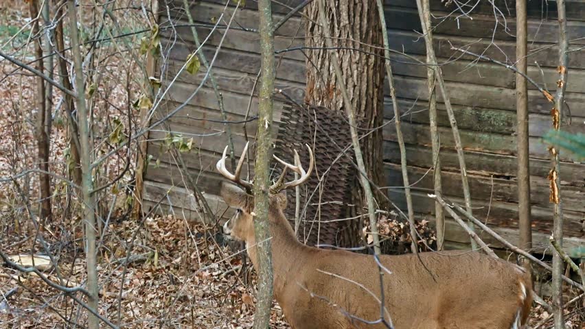 White Tailed Deer Buck in Bemidji, Minnesota - 8 point buck near old shed