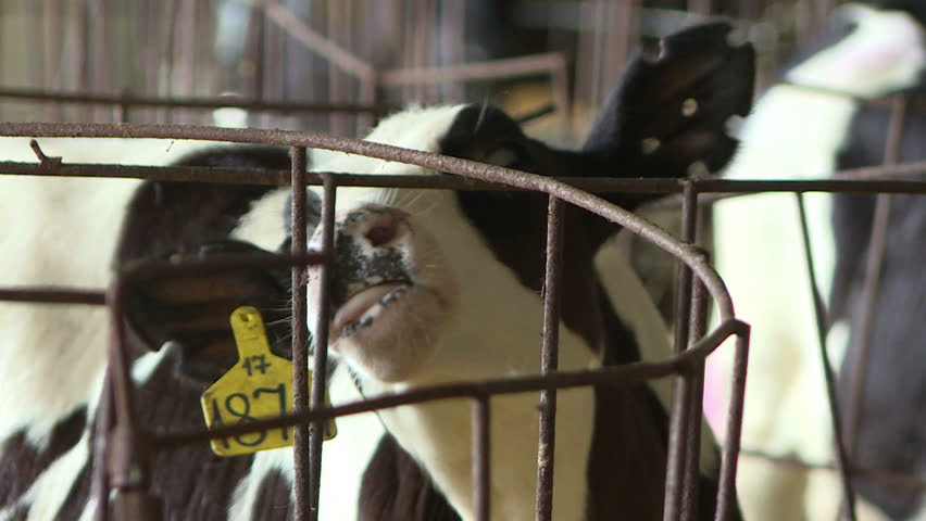 Calves on the farm .