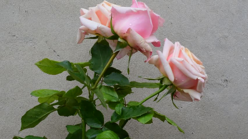 beauty two roses close up