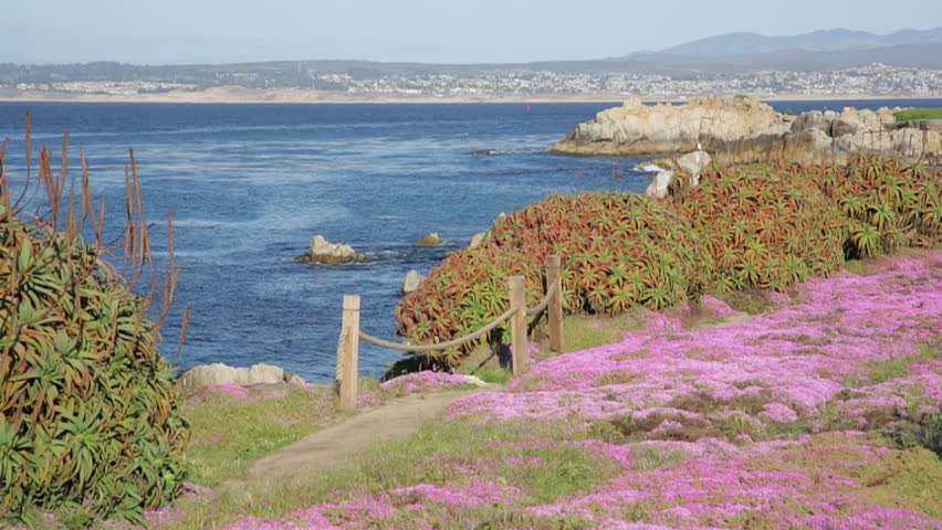 Panning view of the flowering shoreline in Pacific Grove, California. 