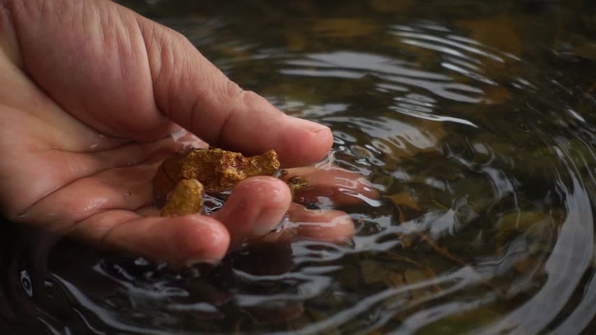The pure gold ore found in the mine in the hand of men  on the pond.