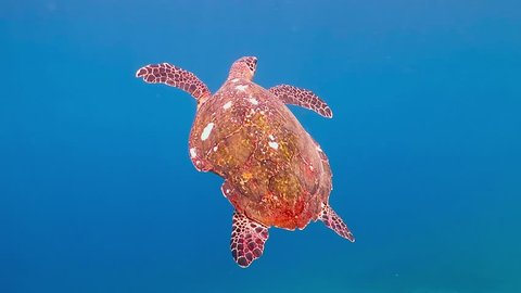 Sea turtle swimming to the surface in the blue water. Tortoise - ocean wildlife with colorful shell. Scuba diving with underwater turtle.